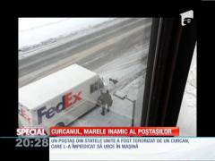 Special! Curcanul, inamicul numărul 1 al poștașilor