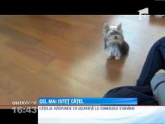 Cel mai isteț cățel