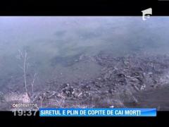 Imagini de coșmar! Sute de copite de cai retezate au acoperit malul Siretului