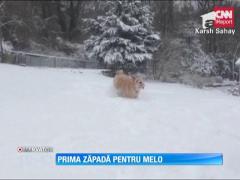 Prima zăpadă pentru cățelul Melo