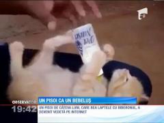 Un pisoi bea lapte cu biberonul ca un bebeluș