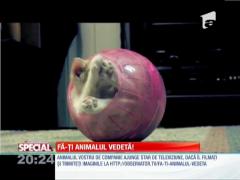 Fă-ţi animalul vedetă!