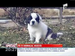 Fa-ti animalul vedeta!