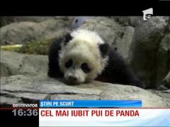 Cel mai iubit pui de panda