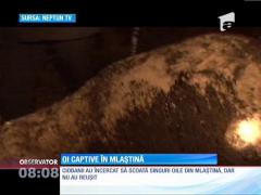 20 de oi,  împotmolite într-o mlaştină, au fost salvate de pompieri