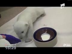 Un pui de urs polar incredibil de simpatic