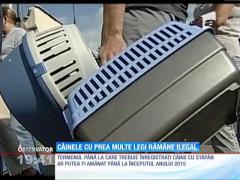 De teama amenzilor, stăpânii de câini caută să-şi înregistreze animalul