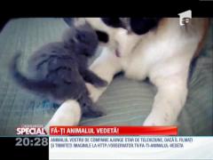 Fă-ți animalul vedetă! Confuzie pisicească