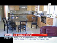 Fă-ți animalul vedetă! Cel mai perseverent câine