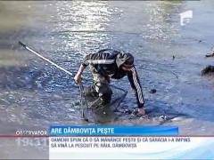 Vânătoare de peşti cu mâinile goale în Dâmboviţa