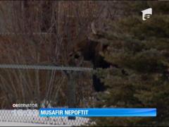 Un ELAN s-a refugiat în curtea unor canadieni