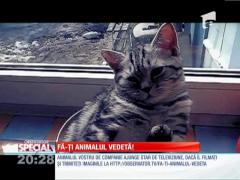 Special! Pisica din bolul de sticlă