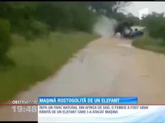 O turistă a fost rostogolită cu maşină cu tot de un elefant furios