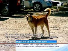 Un timişorean a fost mutilat de o haită de câini