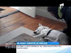 Un câine i-a spus stăpânului "NU", de frica cuștii