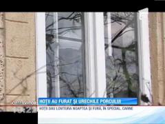 Hoții din Buzău fură și urechile porcului!