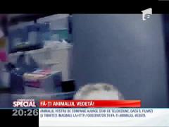 Special! Iepuraşul distrugător de perne