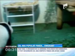 Cel mai simpatic panda din afara Chinei trăieşte în Scoţia