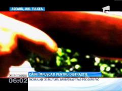 ŞOCANT! 30 de câini au fost împuşcaţi pentru distracție, de vânători