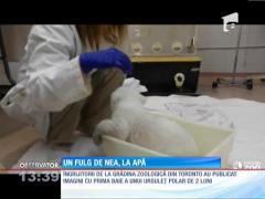 Un urs polar de la grădina zoologică din Toronto a făcut prima baie