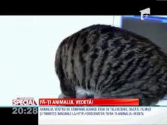 SPECIAL! Felină care a descoperit monitorul