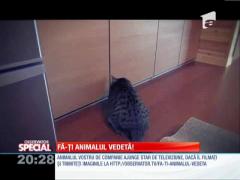 Fa-ti animalul vedeta!