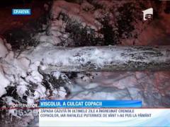 Mai mulţi copaci au căzut peste autoturismele parcate în faţa blocurilor