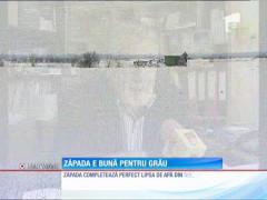 Agricultorii se bucură de ninsorile abundente