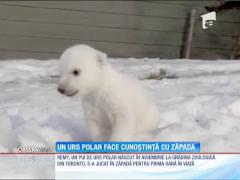 Un pui de urs polar a făcut pentru prima dată cunoştinţă cu zăpada