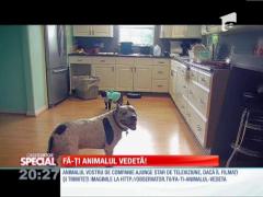 Special! Aspiratorul pentru pisici