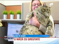 O pisică obeză a fost ABANDONATĂ în stradă