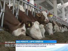 Vacile din Hunedoara ascultă muzică clasică și merg la masaj