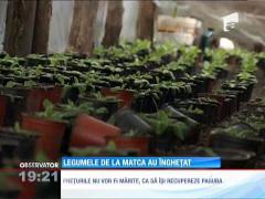 Observator de weekend