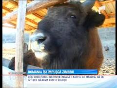 Zimbrii din pădurile noastre riscă să fie împuşcaţi de vânători
