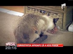 Special! Micu, motanul pofticios