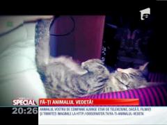 Special! Ce poziţii de somn adoptă unele feline