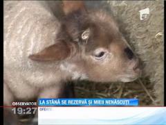 Ciobanii fac de pe acum listele cu clienţi care doresc miei pentru Paşte