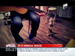 SPECIAL! Iată felina "chitaristă"!