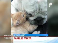 Un bulldog a devenit părinte pentru mai mulţi pui de pisică