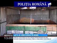 Lupte de câini ilegale în Argeş