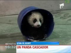 VIDEO: Un pui de panda a cucerit internetul cu veleităţile de acrobat