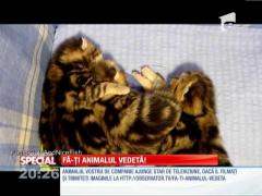 Special! Tehnici "pisiceşti"