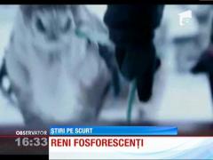 Renii din Finlanda, dotati cu coarne reflectorizante