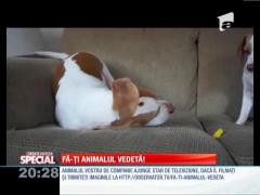 Special! Câinii sunt, prin definiţie, nişte pofticioşi