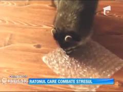 Funny! Ratonul care combate stresul