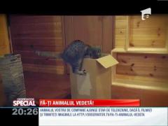 Special! Cutia, loc de refugiu pentru pisici