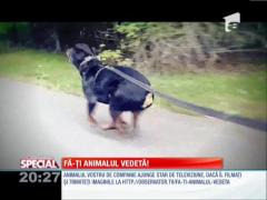 Special! Rottweilerul, prietenul rollerilor
