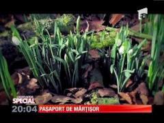 SPECIAL! Paşaport de mărţişor