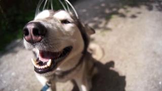 Aşa arată fericirea! Un husky face ravagii pe internet