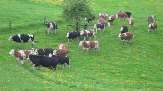 Nu credeaţi că văcuţele pot fi simpatice?! Iată filmuleţul care vă va schimba părerea despre ele